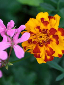 Ree Hoyl